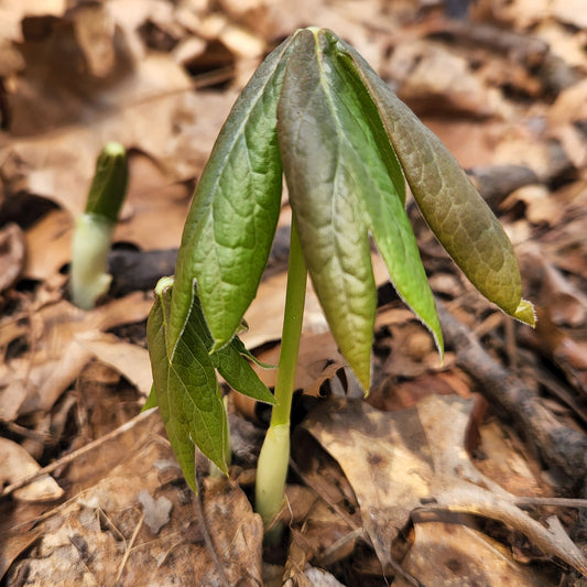 Mayapple emerging image.
