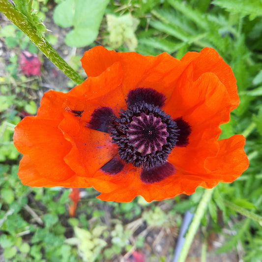 June - Inspiration through Meditation