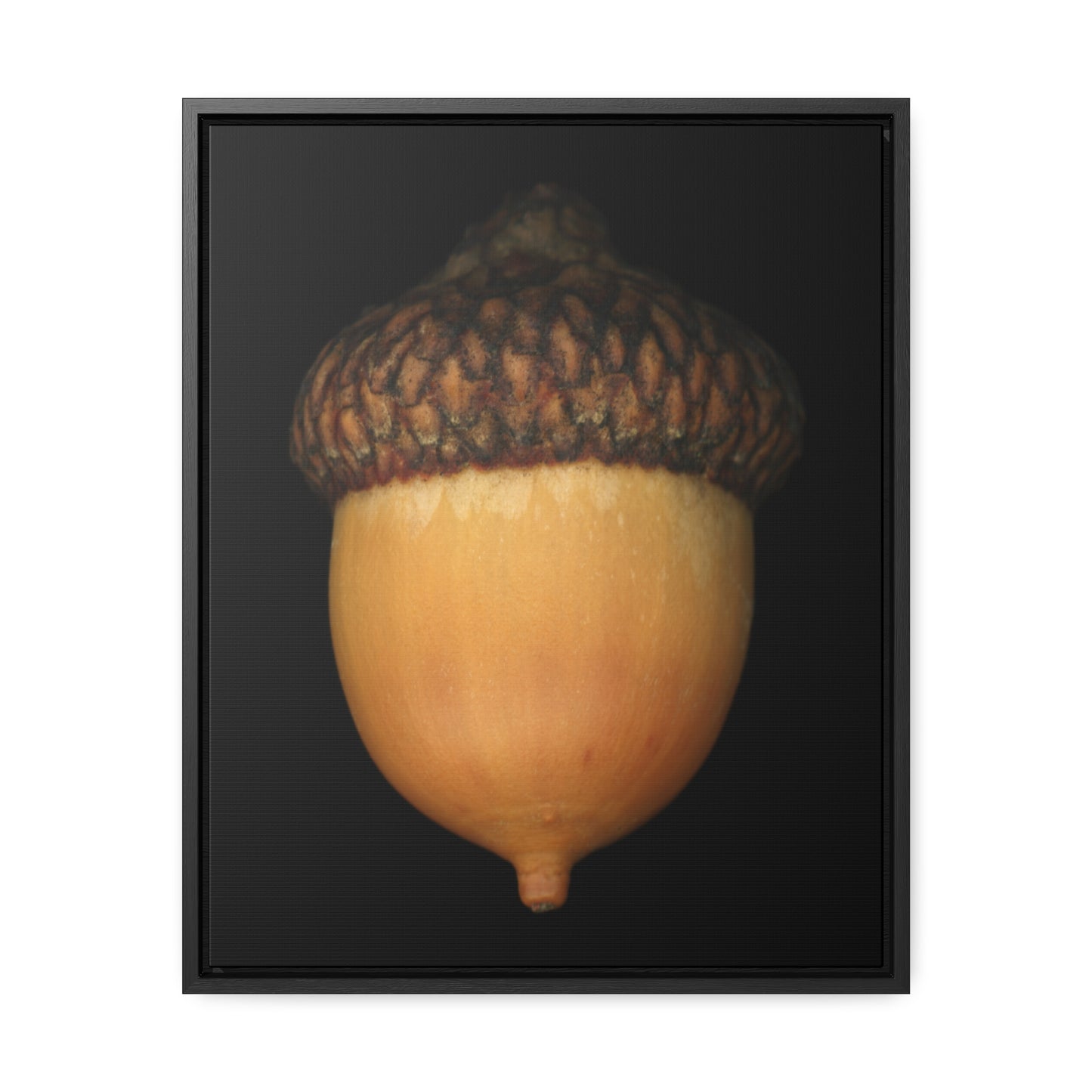 Acorn | Framed Wrap Canvas | Black Background