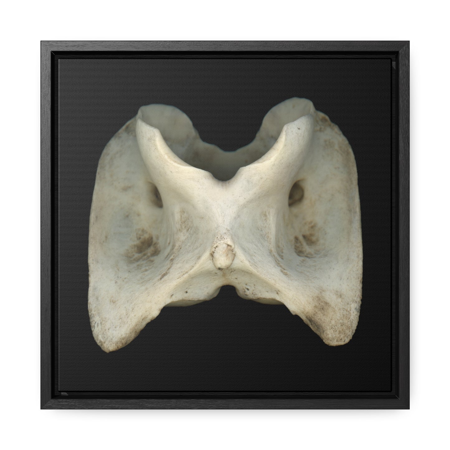 White-tailed Deer Atlas Vertebra | Framed Canvas | Black Background