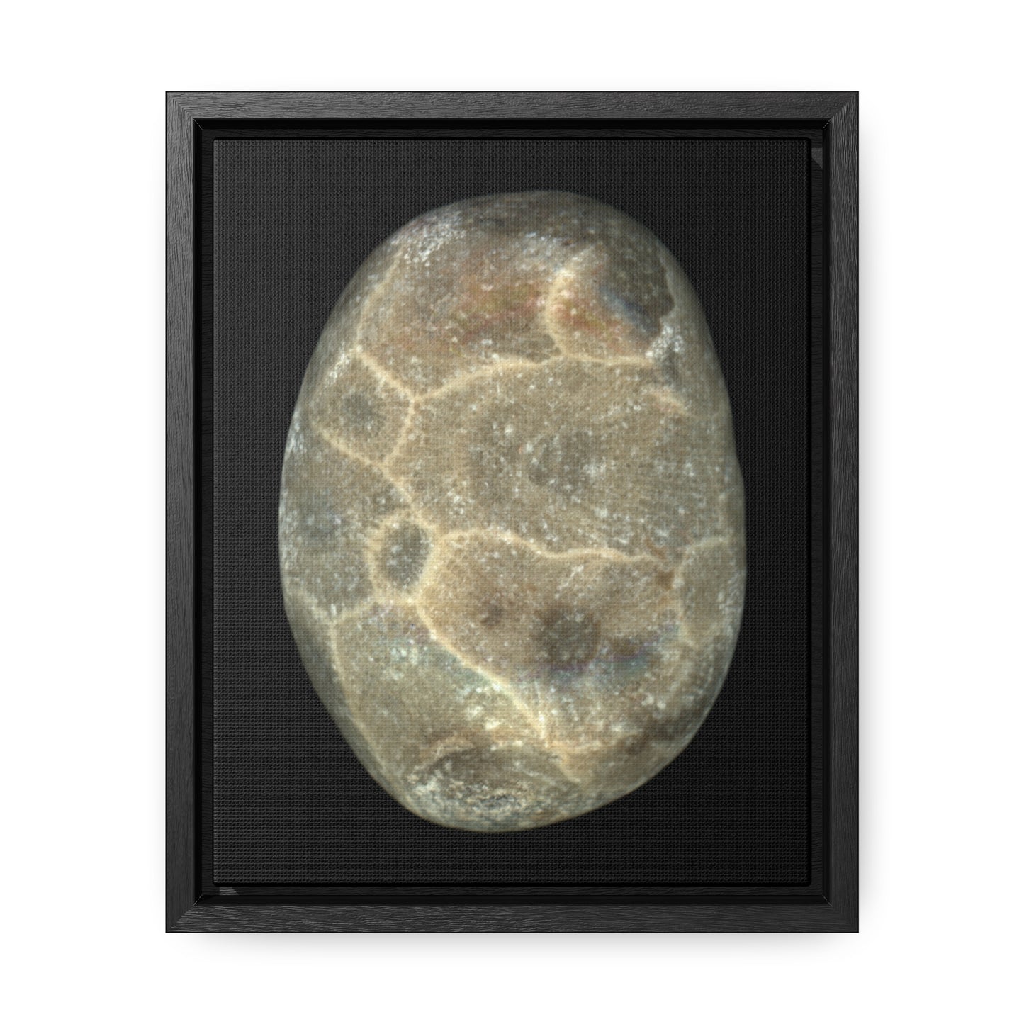Petoskey Stone | Framed Wrap Canvas | Black Background