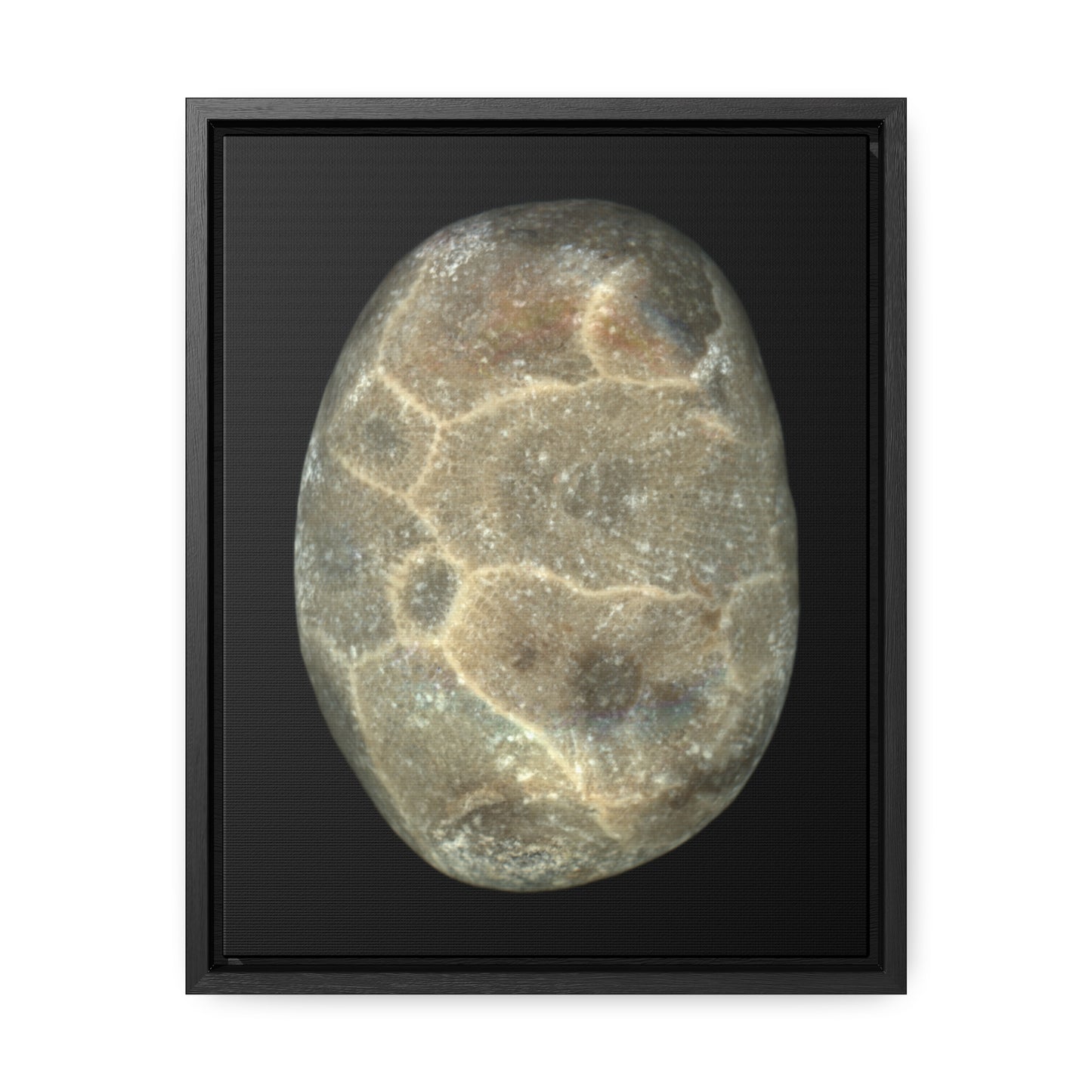 Petoskey Stone | Framed Wrap Canvas | Black Background