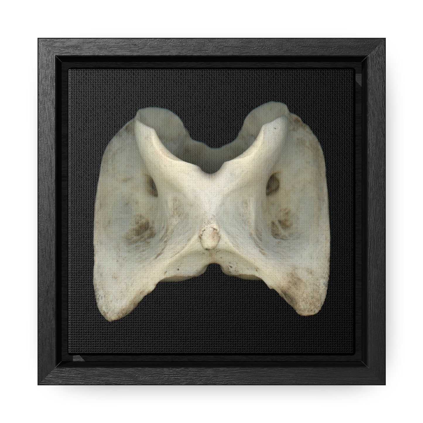 White-tailed Deer Atlas Vertebra | Framed Canvas | Black Background