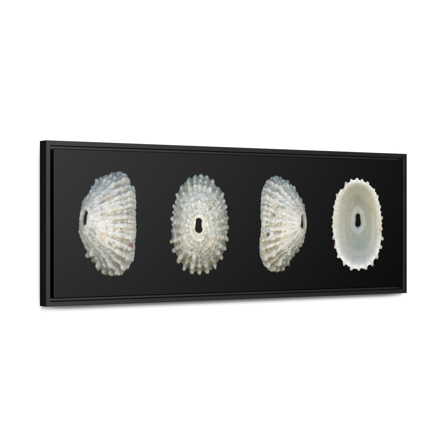 Keyhole Limpet Shell White Four | Framed Canvas | Black Background