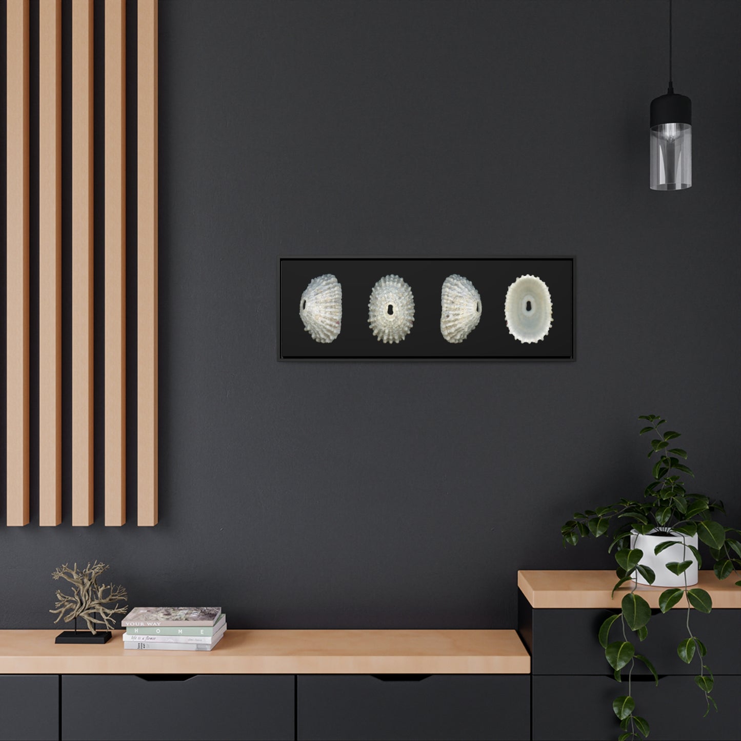 Keyhole Limpet Shell White Four | Framed Canvas | Black Background