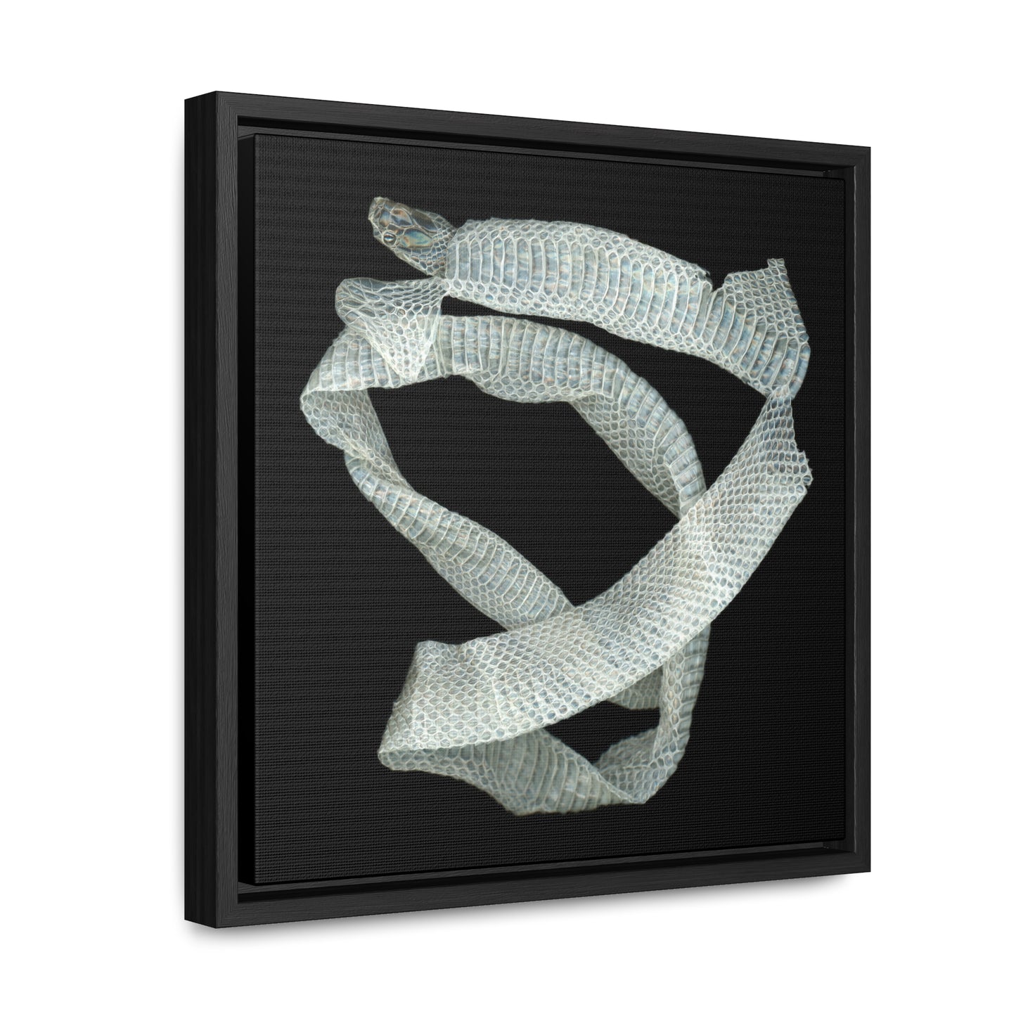 Mexican Milk Snake Shed Skin | Framed Canvas | Black Background