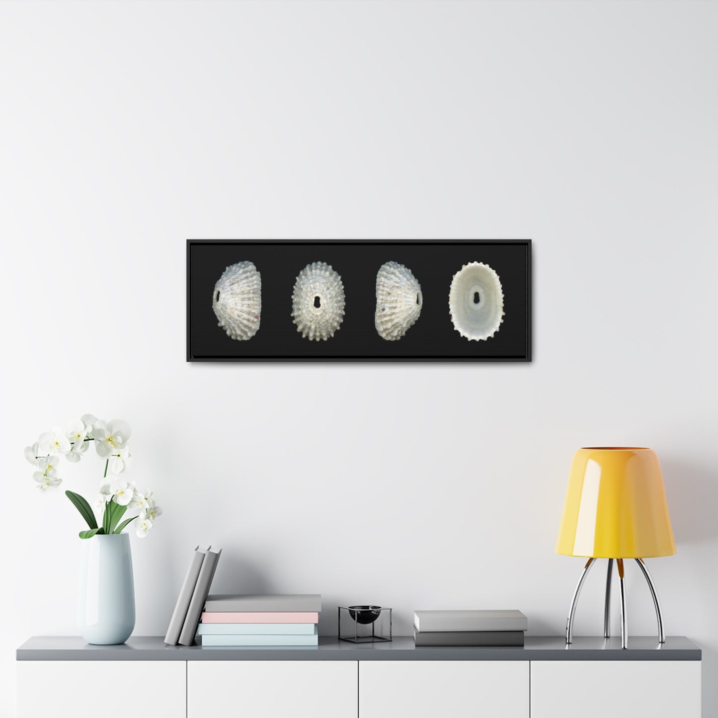 Keyhole Limpet Shell White Four | Framed Canvas | Black Background