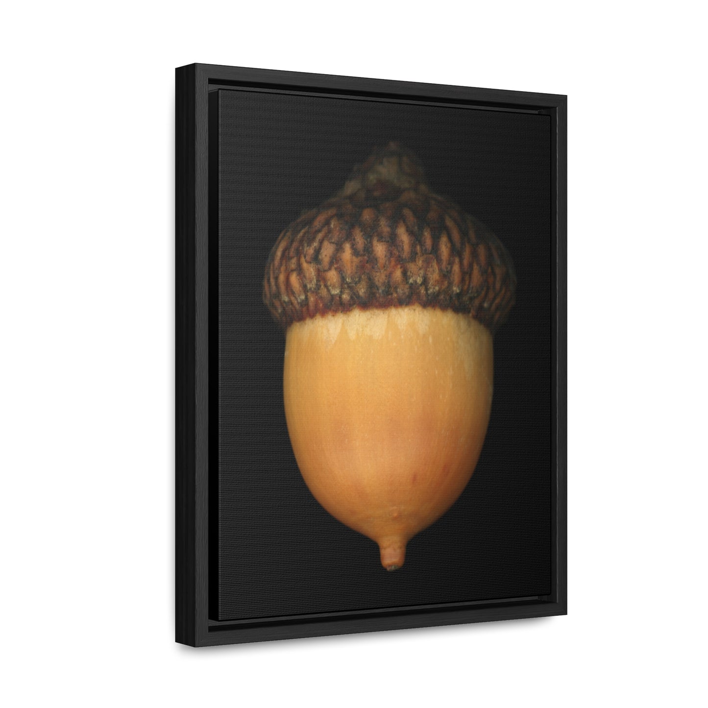 Acorn | Framed Wrap Canvas | Black Background