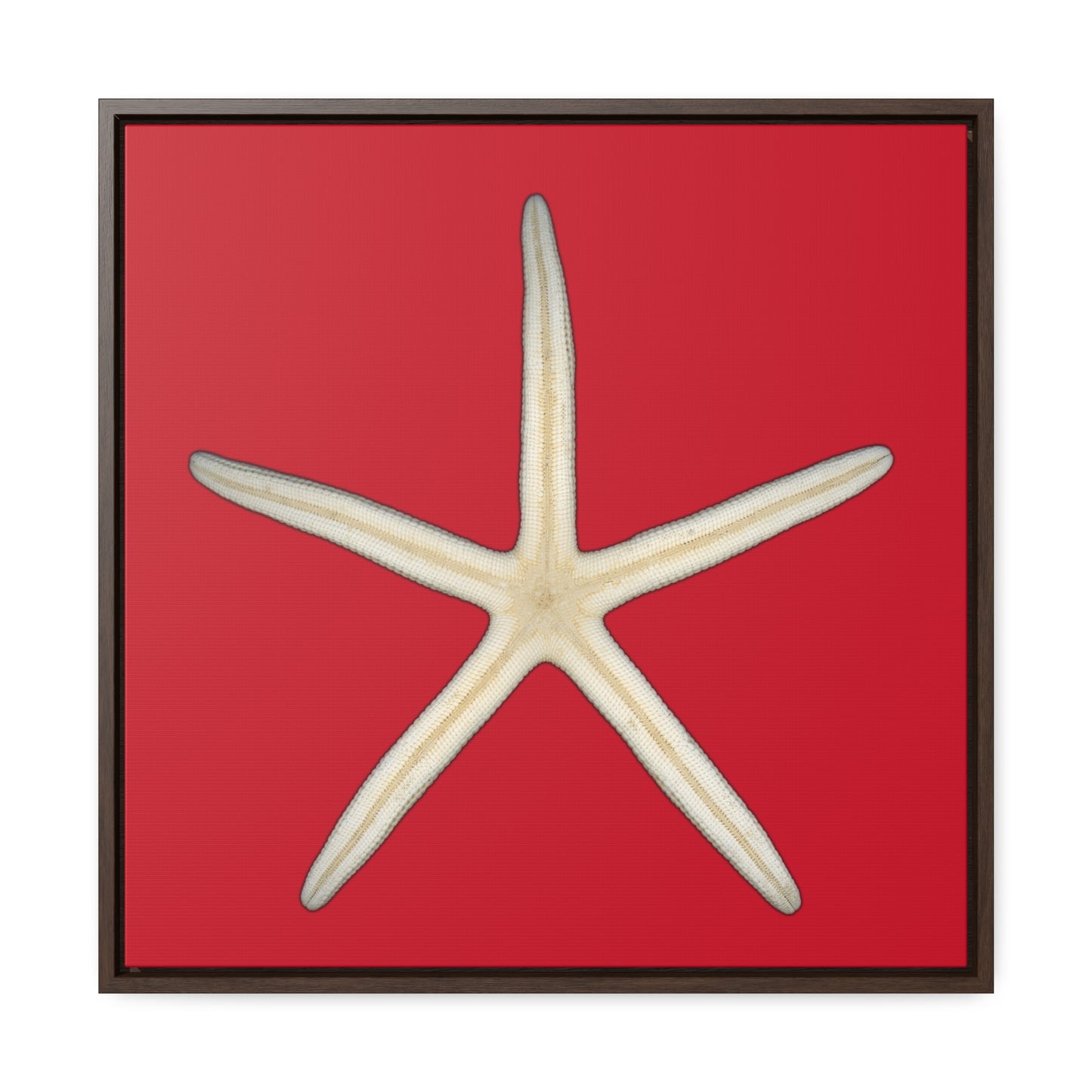 Finger Starfish Shell Bottom | Framed Canvas | Red Background
