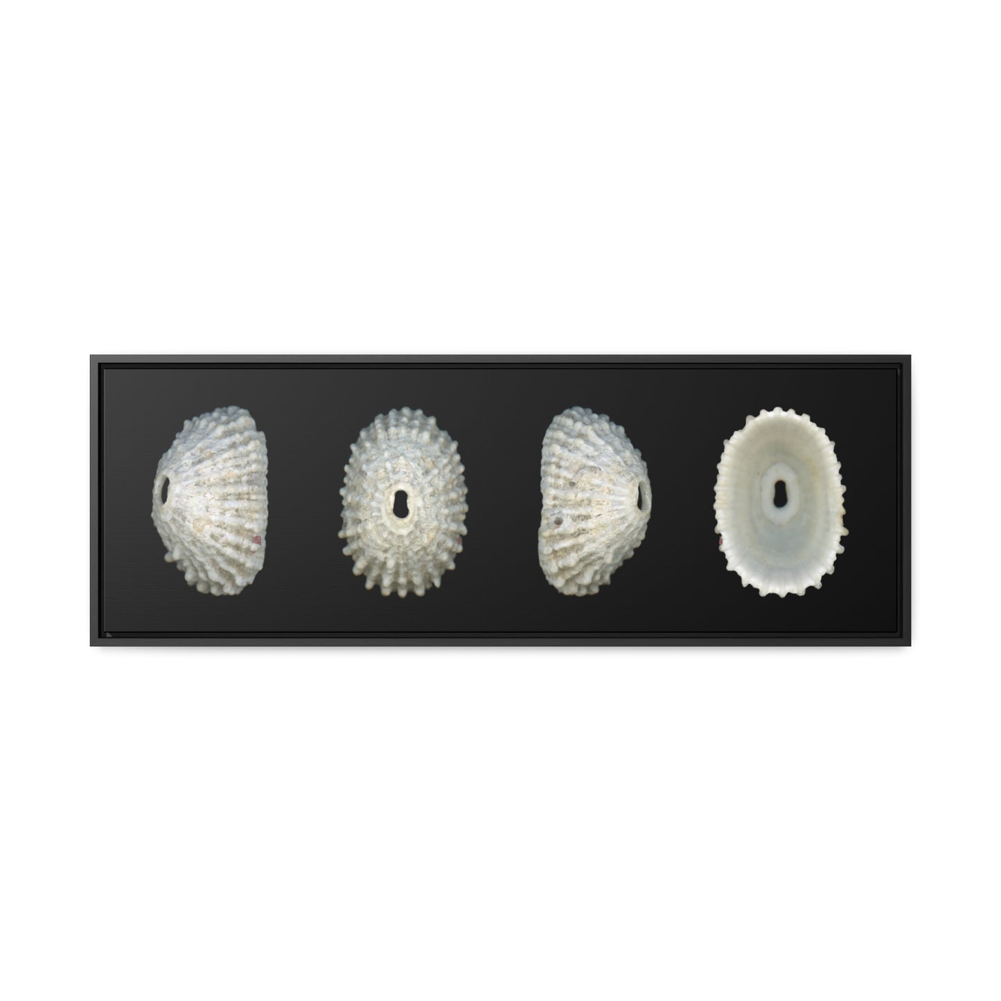 Keyhole Limpet Shell White Four | Framed Canvas | Black Background