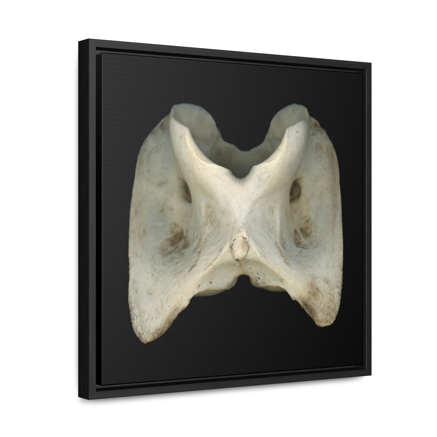 White-tailed Deer Atlas Vertebra | Framed Canvas | Black Background