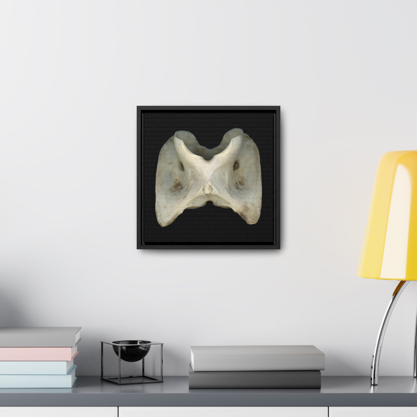 White-tailed Deer Atlas Vertebra | Framed Canvas | Black Background