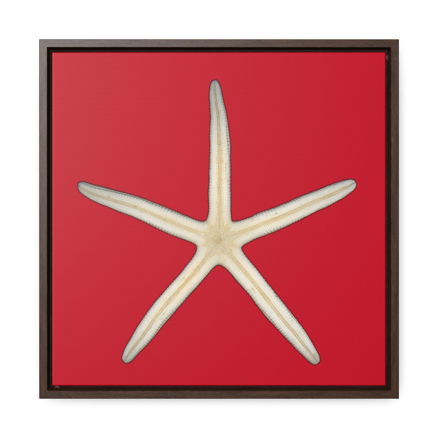 Finger Starfish Shell Bottom | Framed Canvas | Red Background