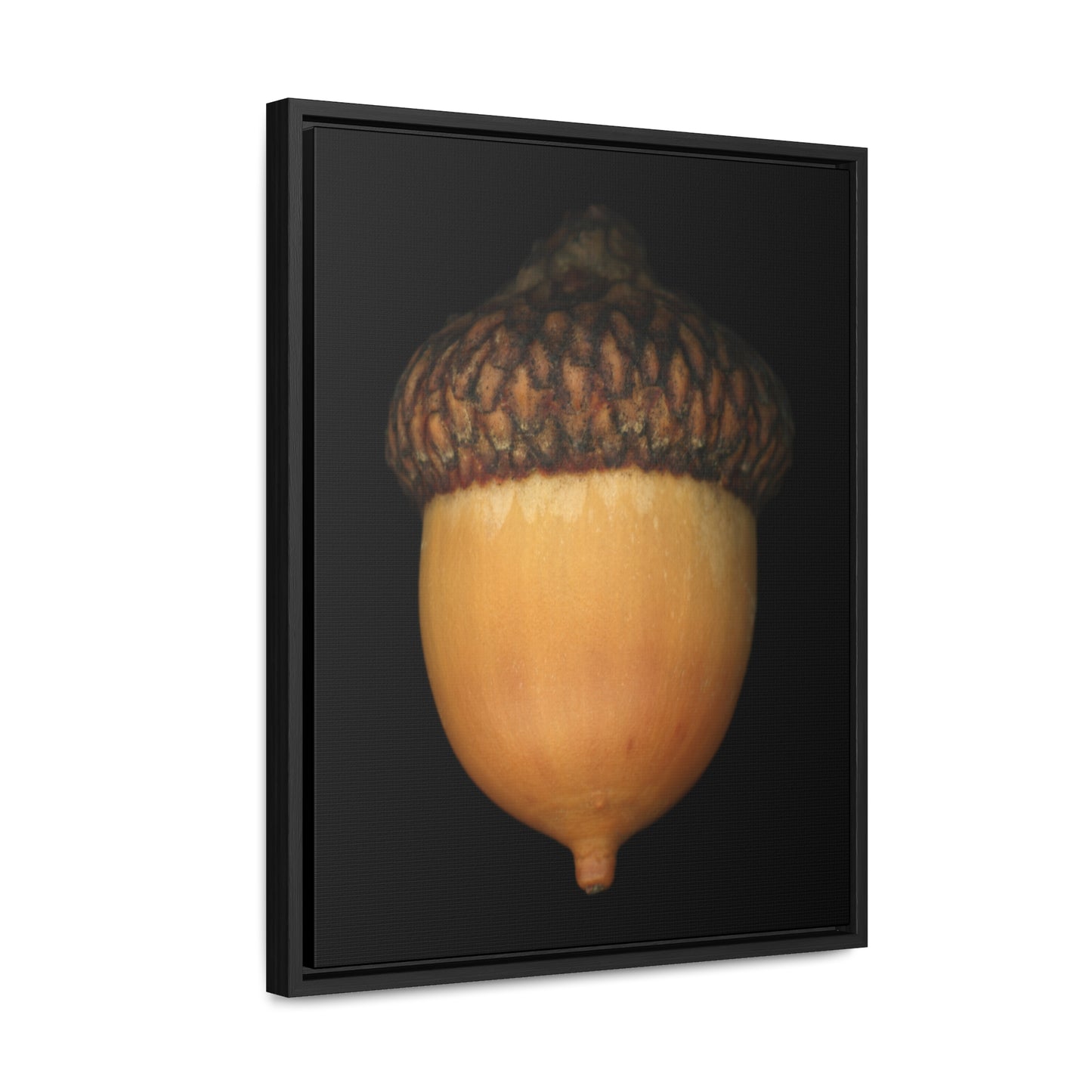 Acorn | Framed Wrap Canvas | Black Background