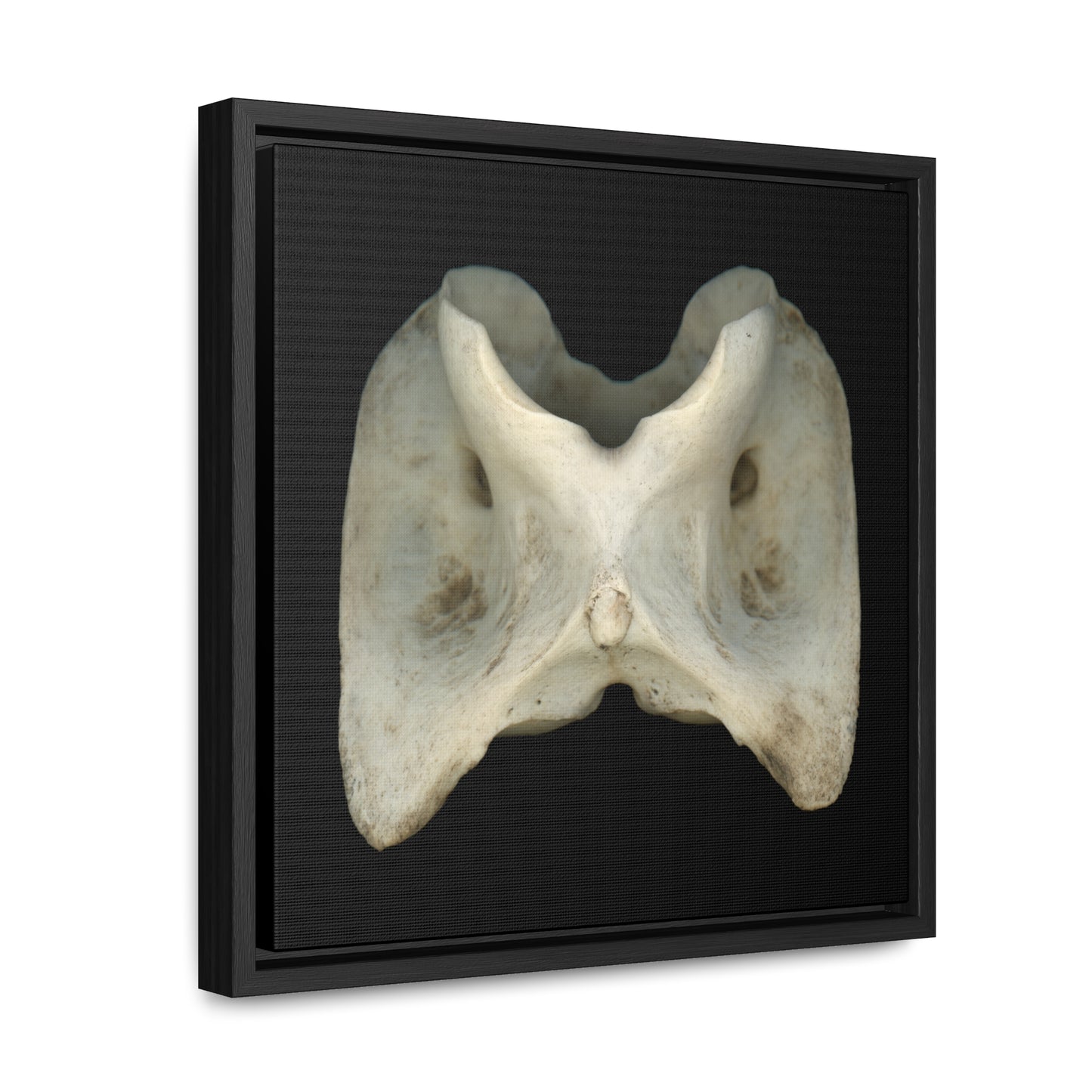 White-tailed Deer Atlas Vertebra | Framed Canvas | Black Background
