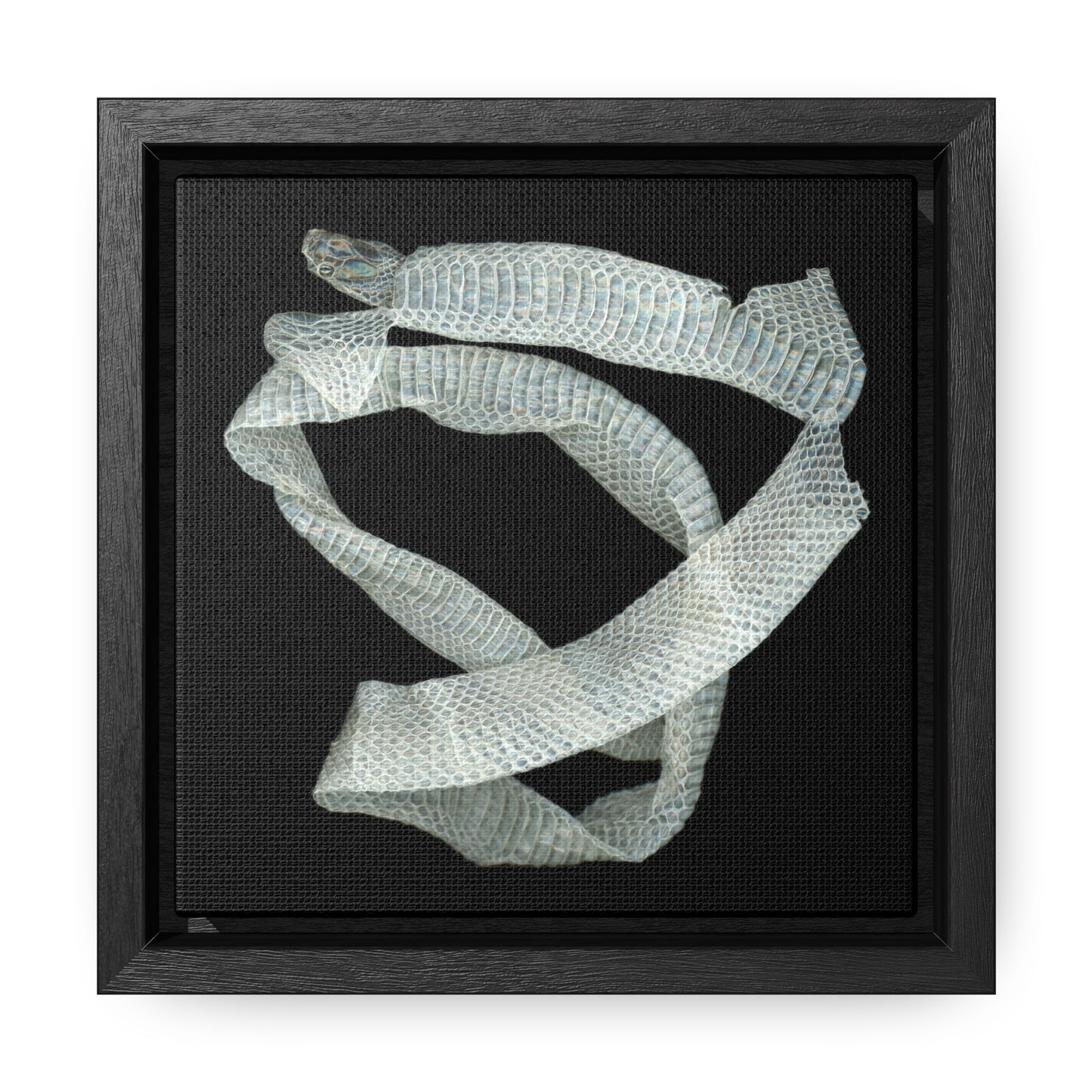 Mexican Milk Snake Shed Skin | Framed Canvas | Black Background
