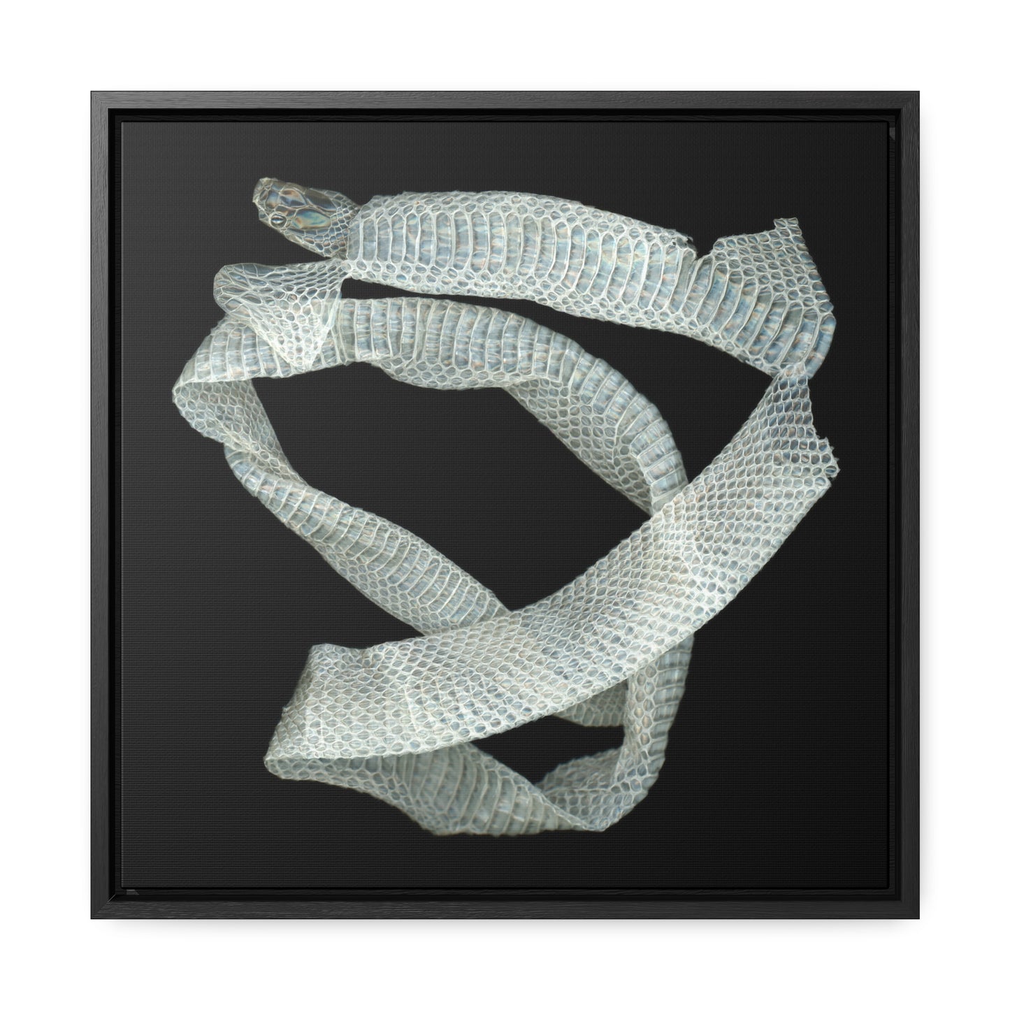 Mexican Milk Snake Shed Skin | Framed Canvas | Black Background