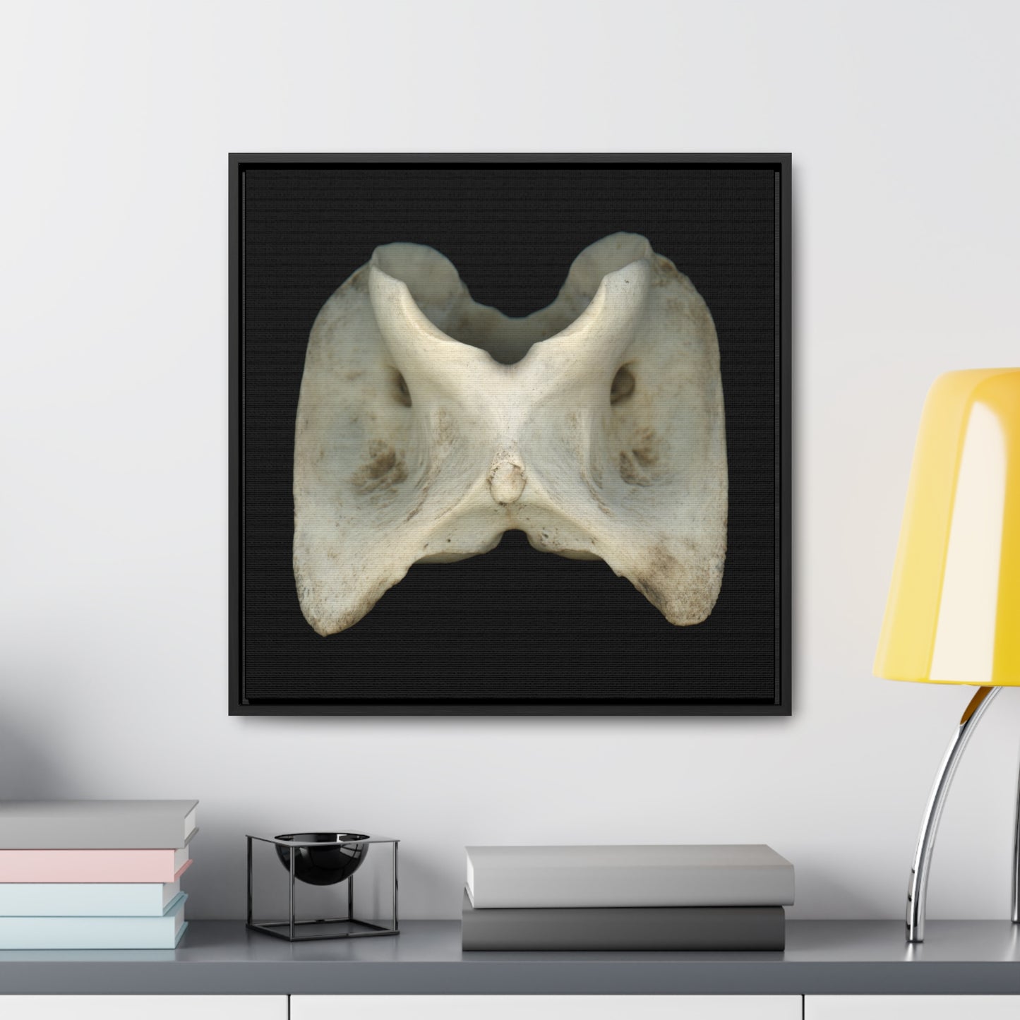 White-tailed Deer Atlas Vertebra | Framed Canvas | Black Background