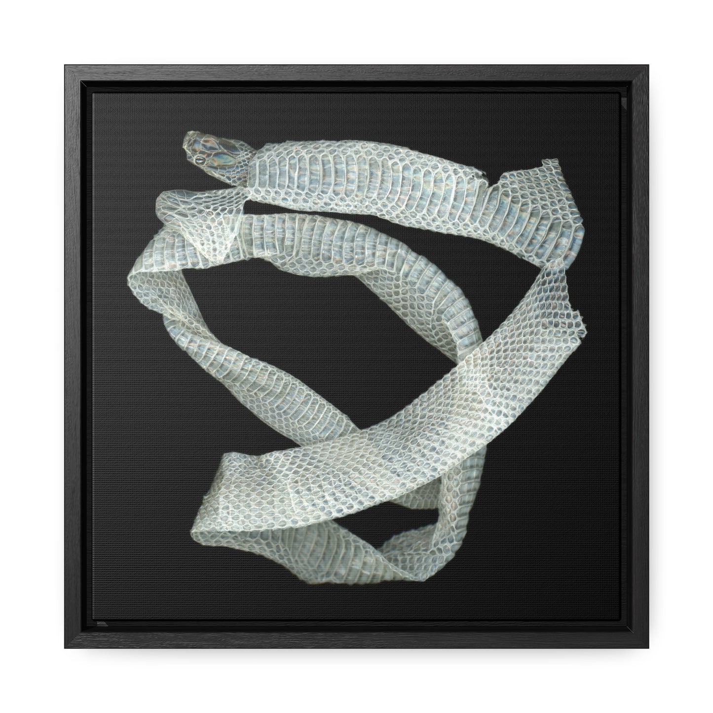 Mexican Milk Snake Shed Skin | Framed Canvas | Black Background