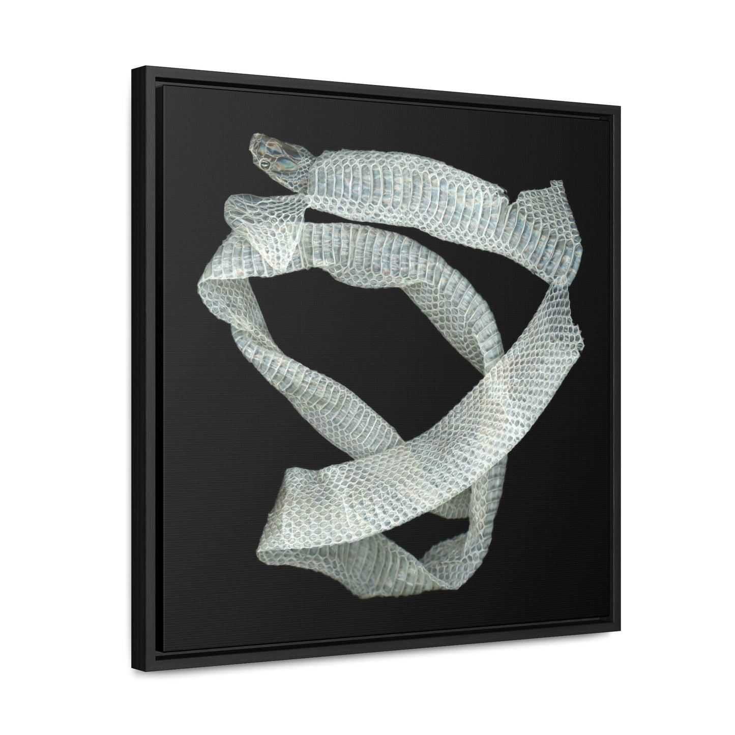 Mexican Milk Snake Shed Skin | Framed Canvas | Black Background