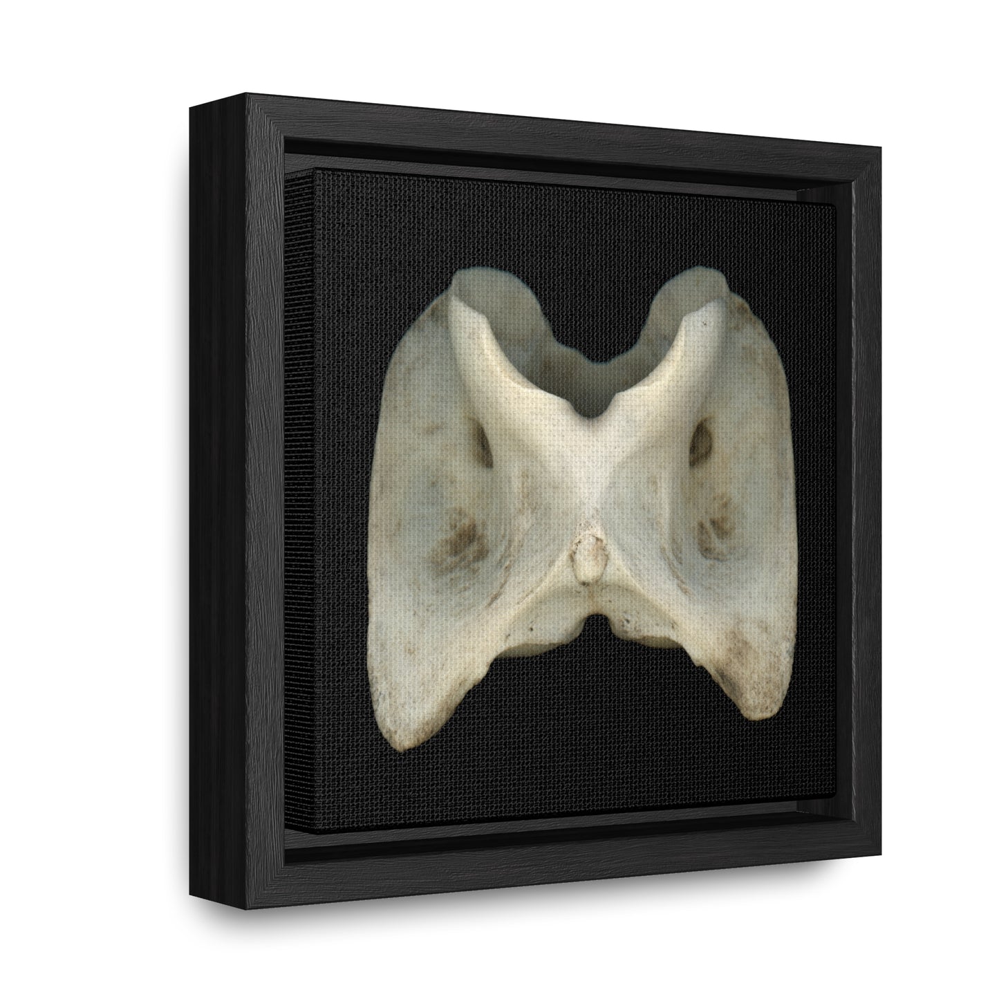 White-tailed Deer Atlas Vertebra | Framed Canvas | Black Background