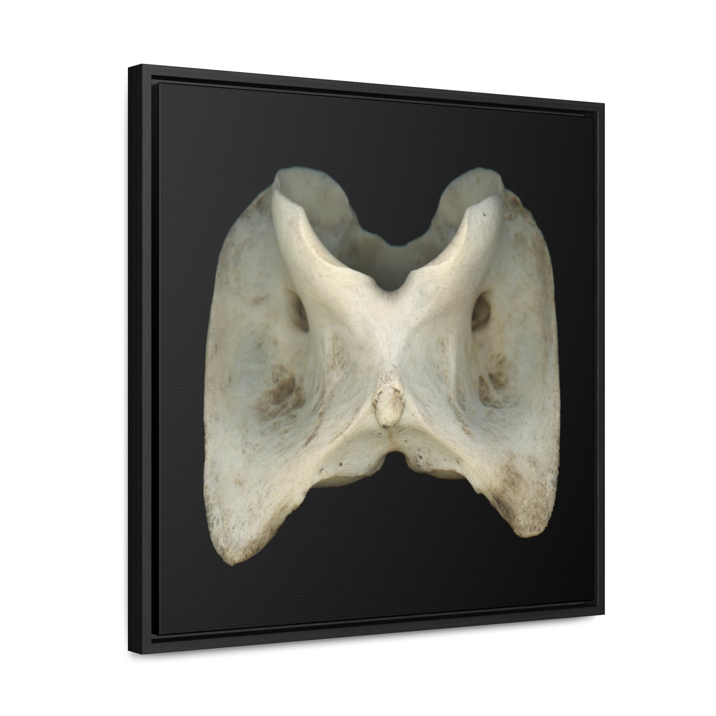 White-tailed Deer Atlas Vertebra | Framed Canvas | Black Background