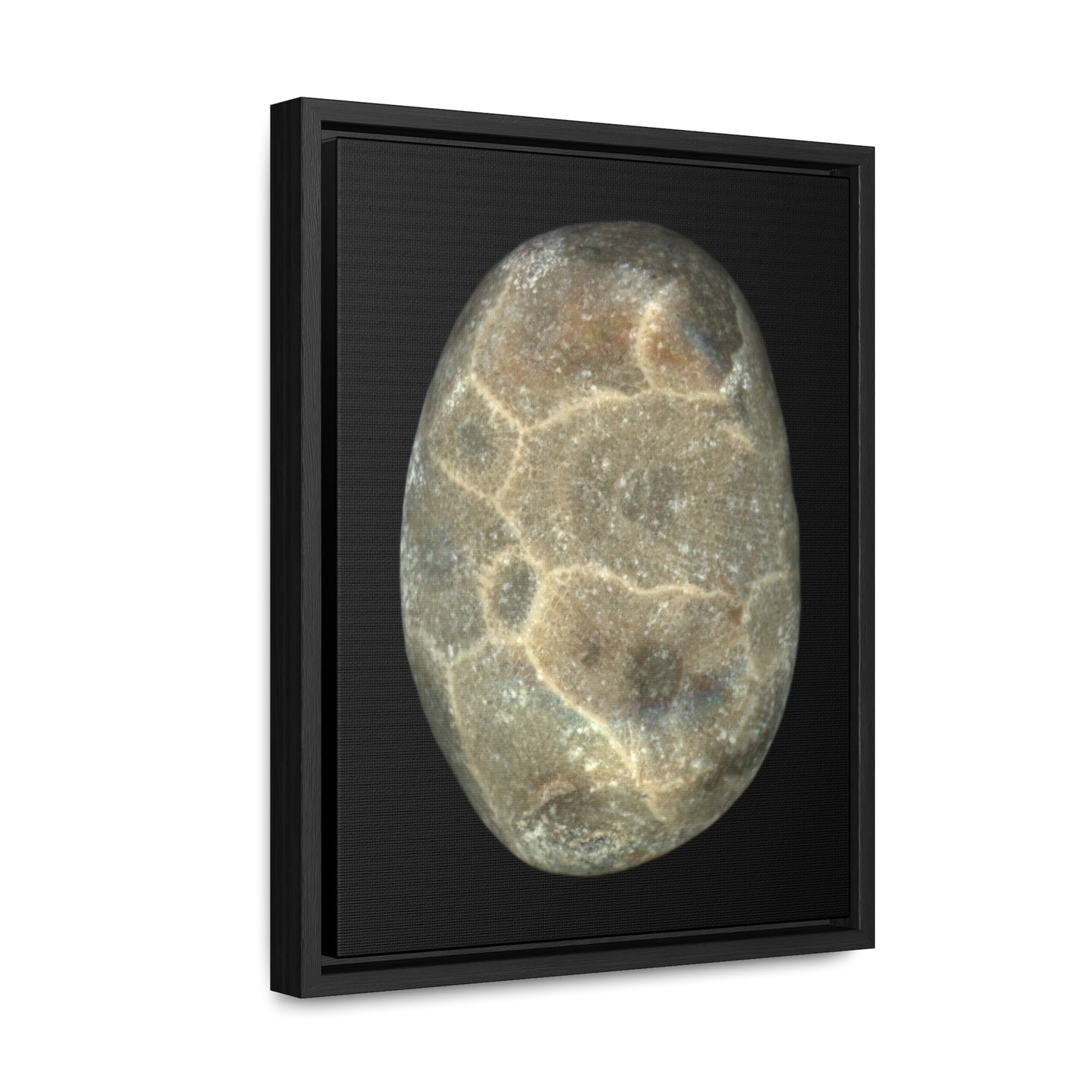 Petoskey Stone | Framed Wrap Canvas | Black Background