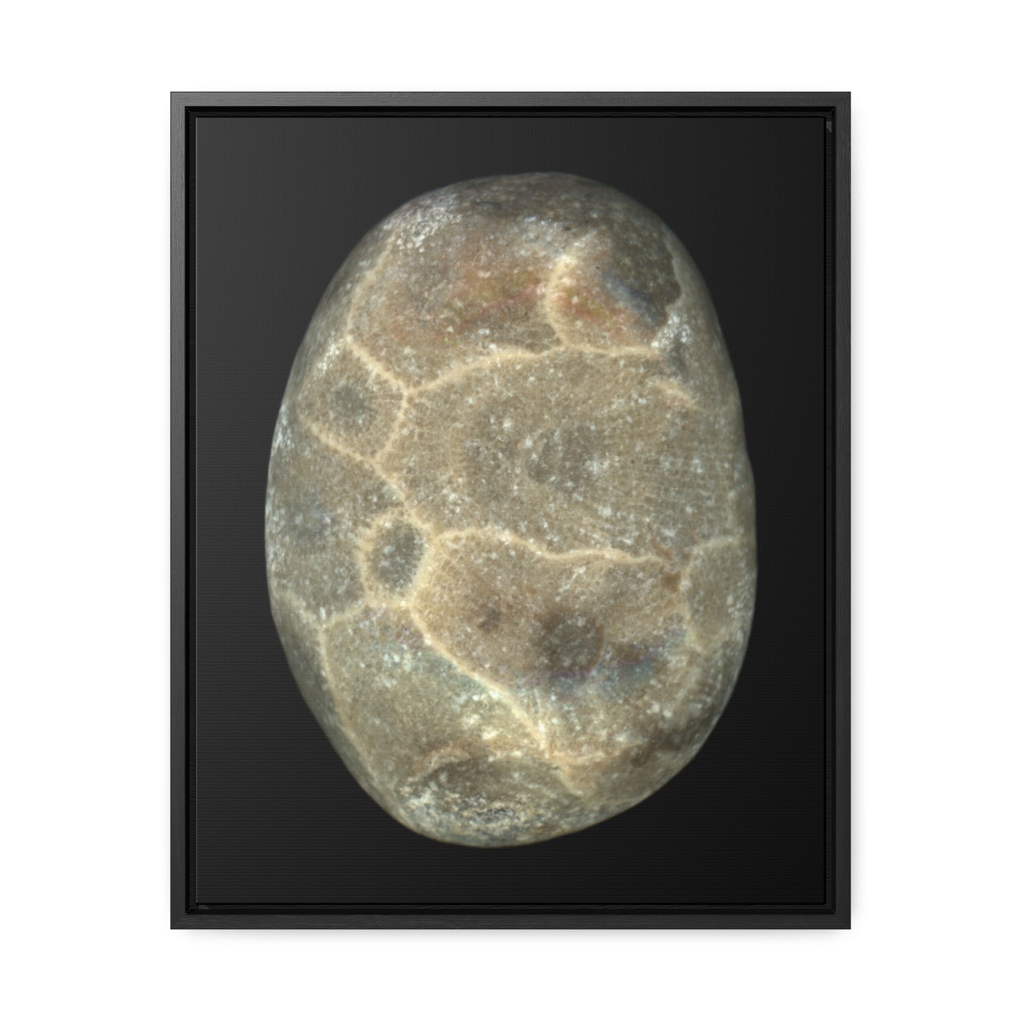 Petoskey Stone | Framed Wrap Canvas | Black Background