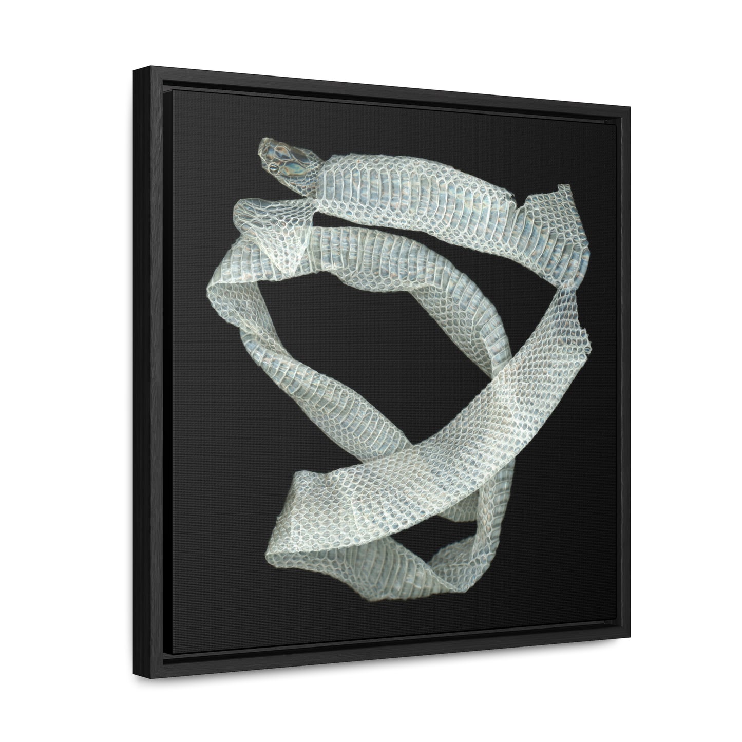 Mexican Milk Snake Shed Skin | Framed Canvas | Black Background