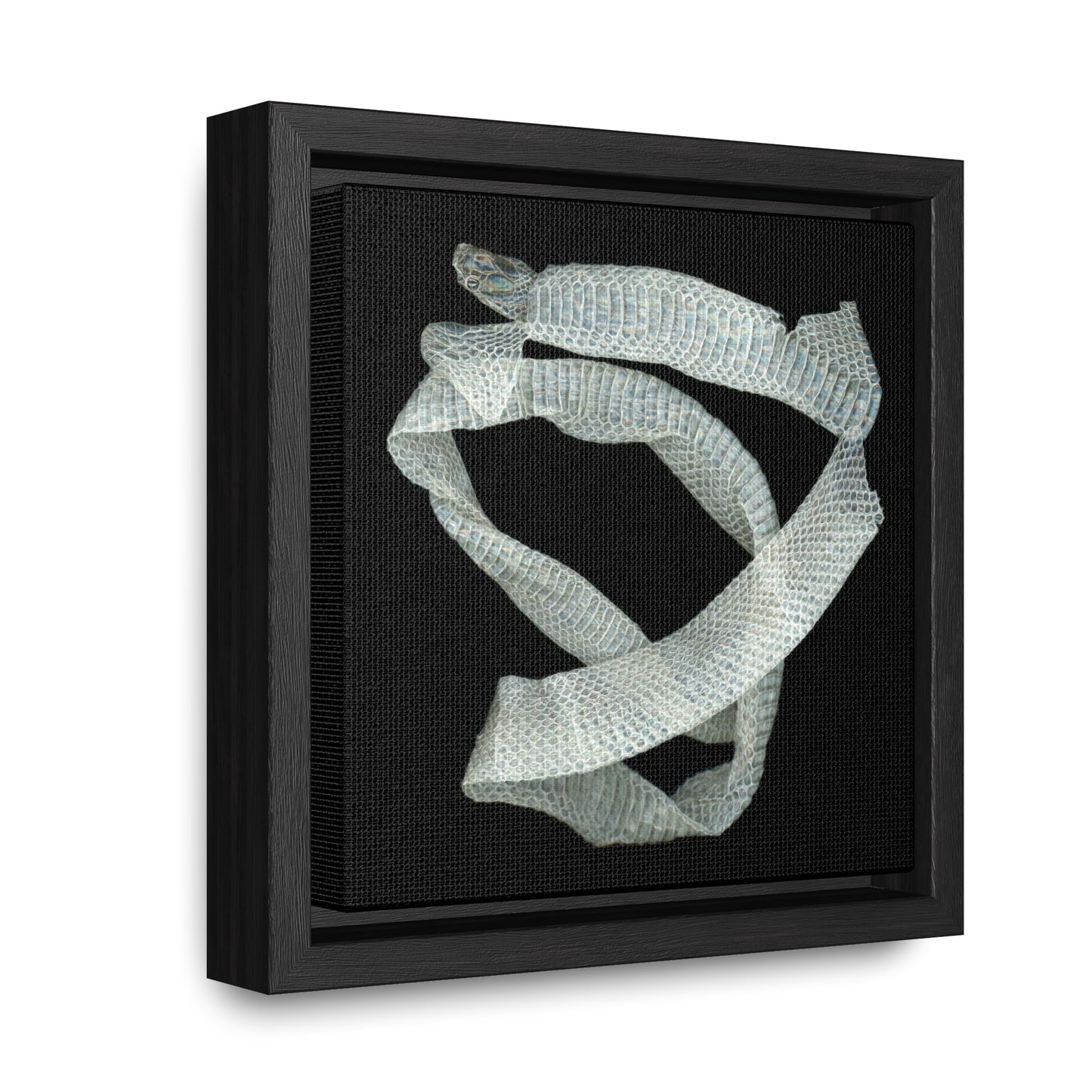 Mexican Milk Snake Shed Skin | Framed Canvas | Black Background