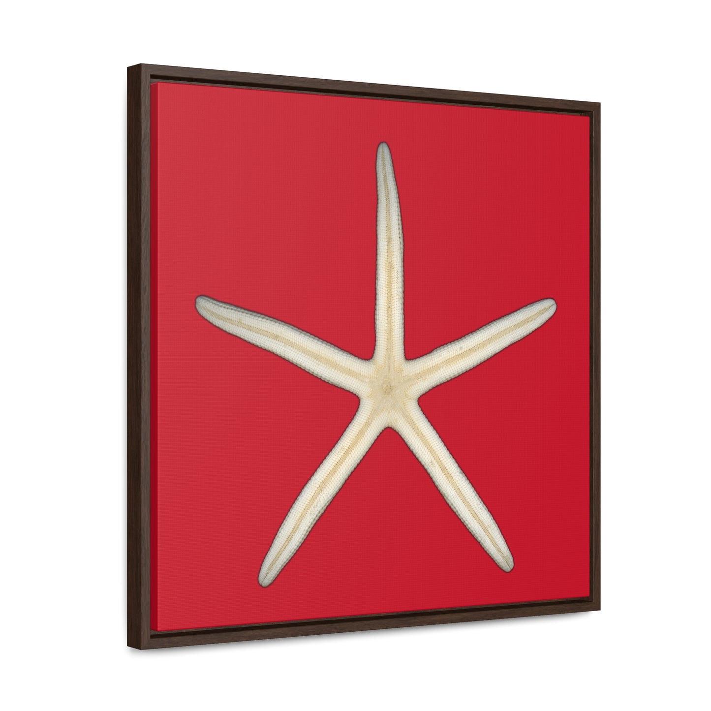 Finger Starfish Shell Bottom | Framed Canvas | Red Background