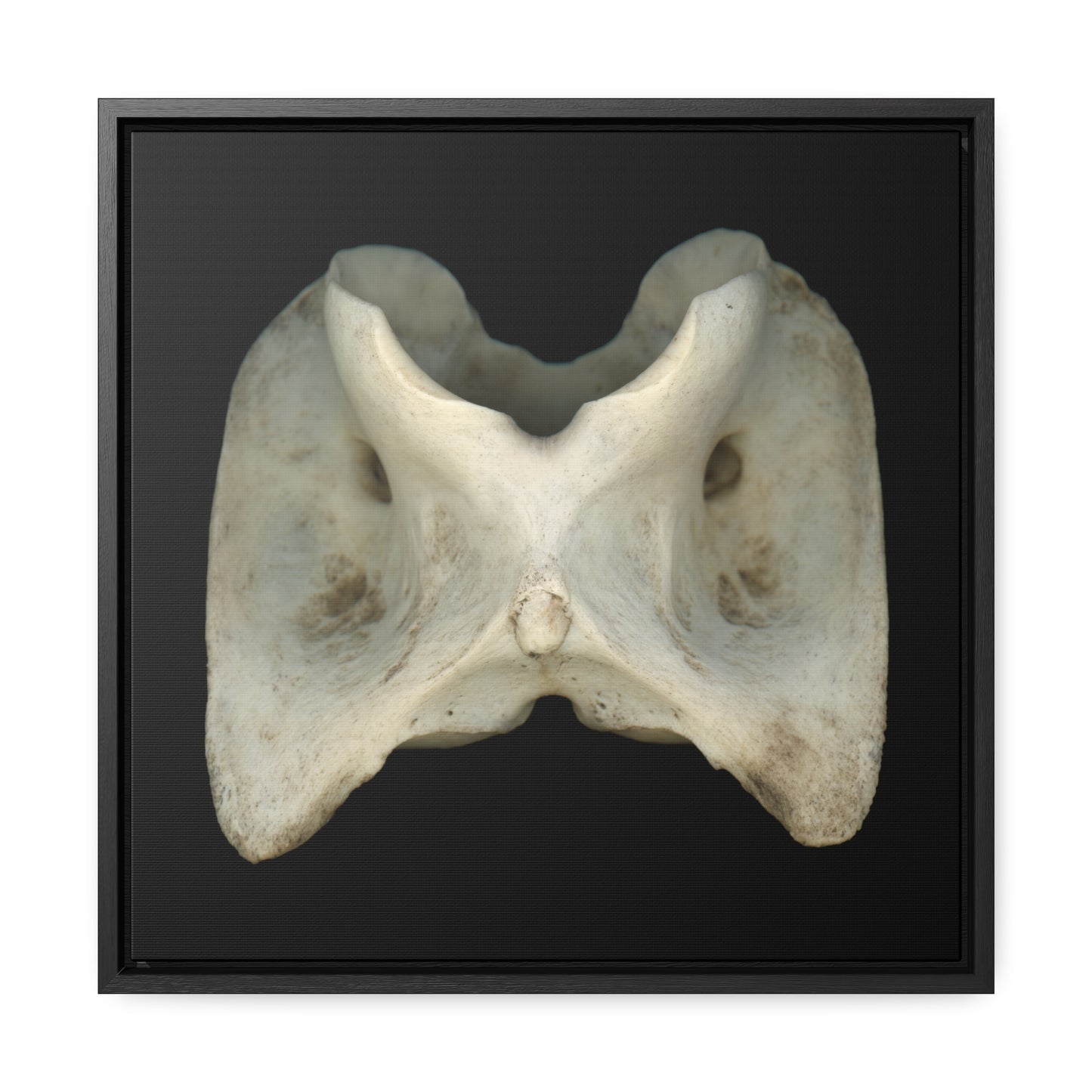 White-tailed Deer Atlas Vertebra | Framed Canvas | Black Background