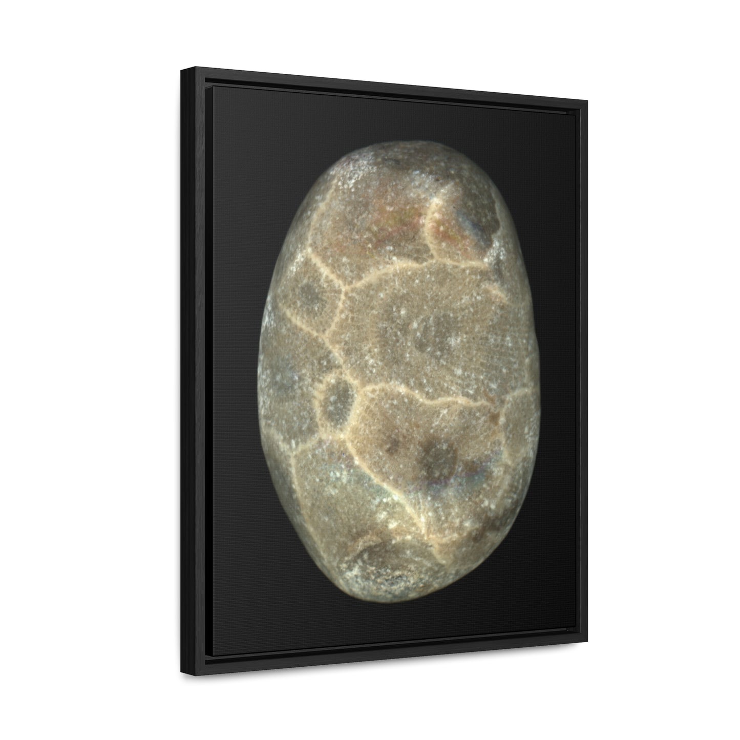 Petoskey Stone | Framed Wrap Canvas | Black Background