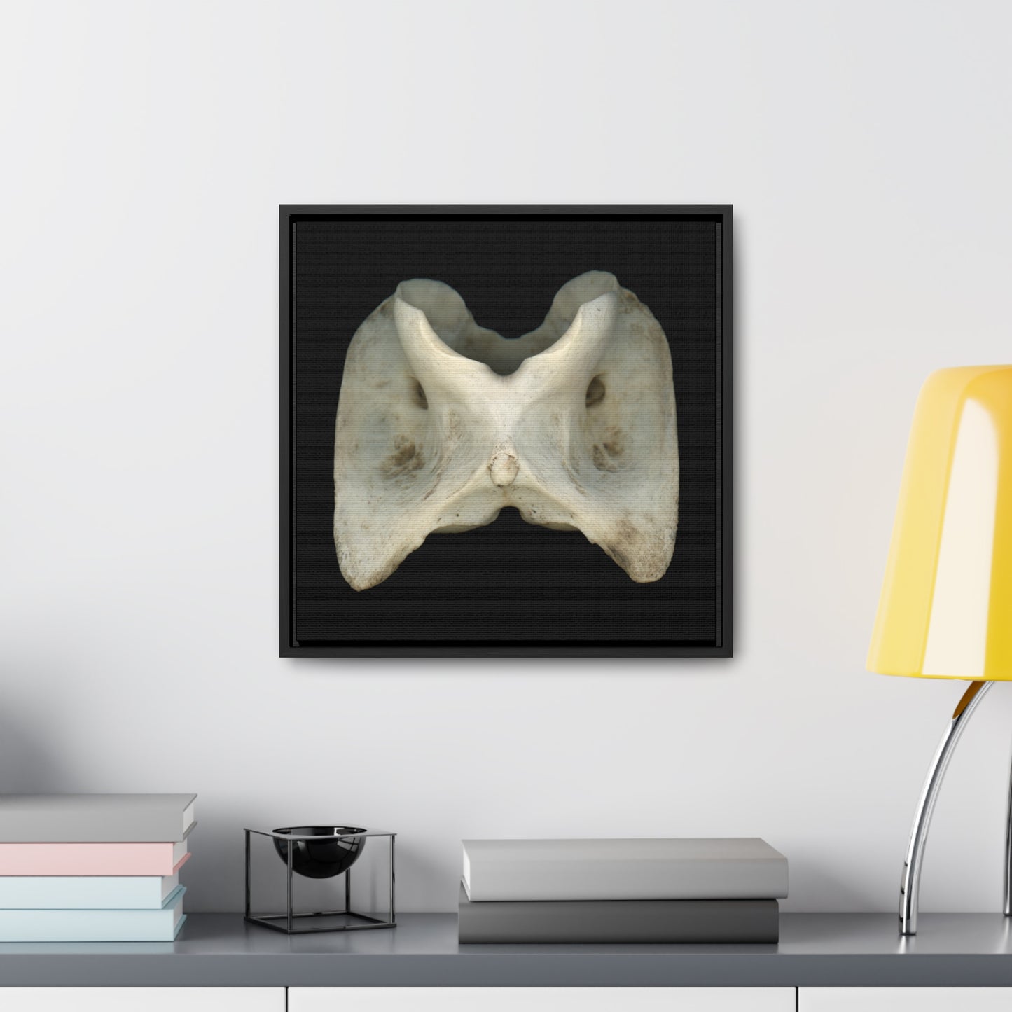 White-tailed Deer Atlas Vertebra | Framed Canvas | Black Background
