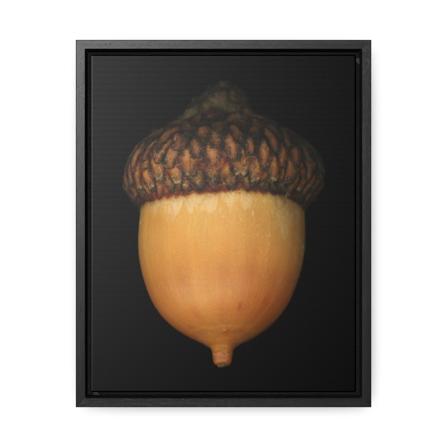 Acorn | Framed Wrap Canvas | Black Background