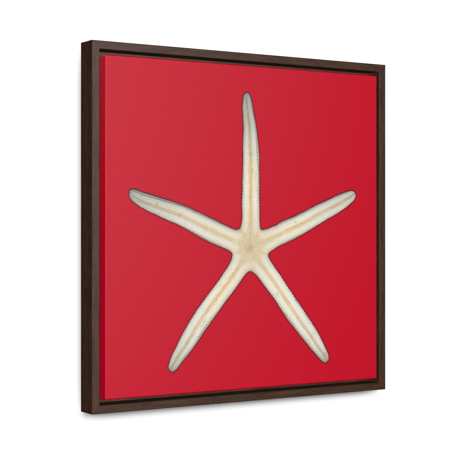 Finger Starfish Shell Bottom | Framed Canvas | Red Background
