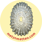Keyhole Limpet Shell White Exterior | Pinback Button | 1in