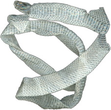 Mexican Milk Snake Shed Skin | Magnet | 1in