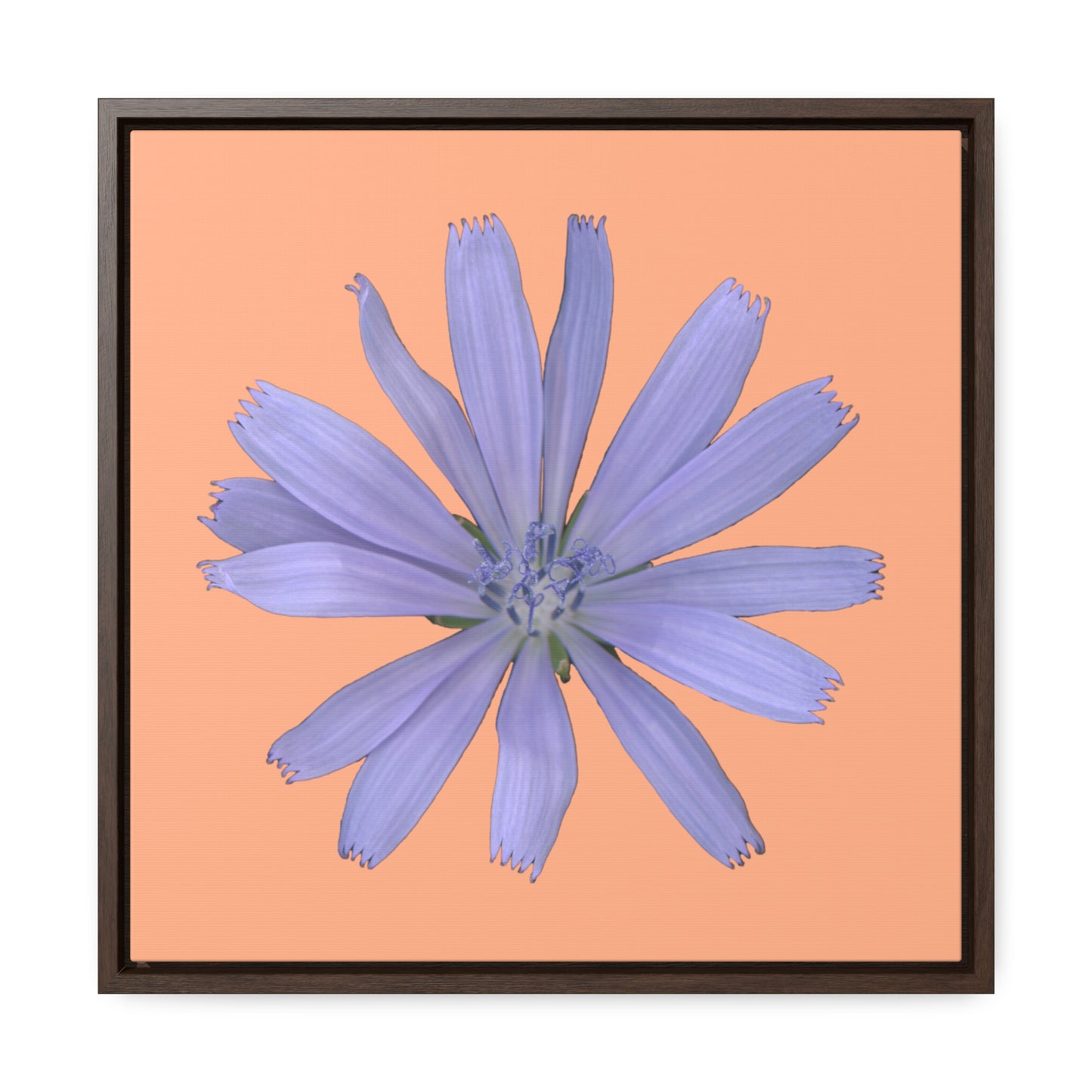 Chicory Flower Blue | Framed Canvas | Peach Background