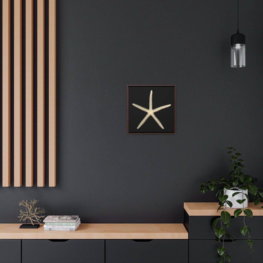 Finger Starfish Shell Top | Framed Canvas | Black Background