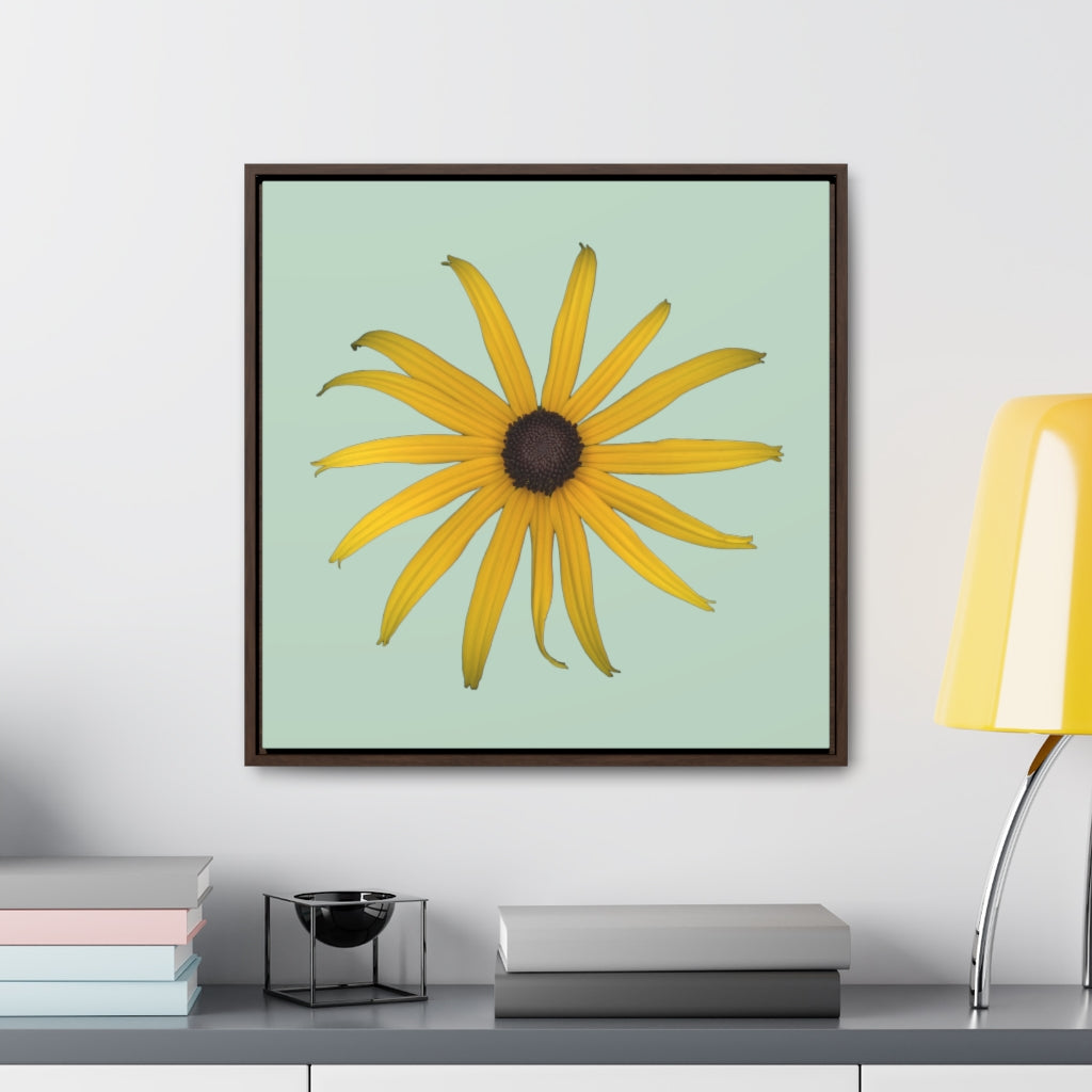 Black-eyed Susan Rudbeckia Flower Yellow | Framed Canvas | Sage Background