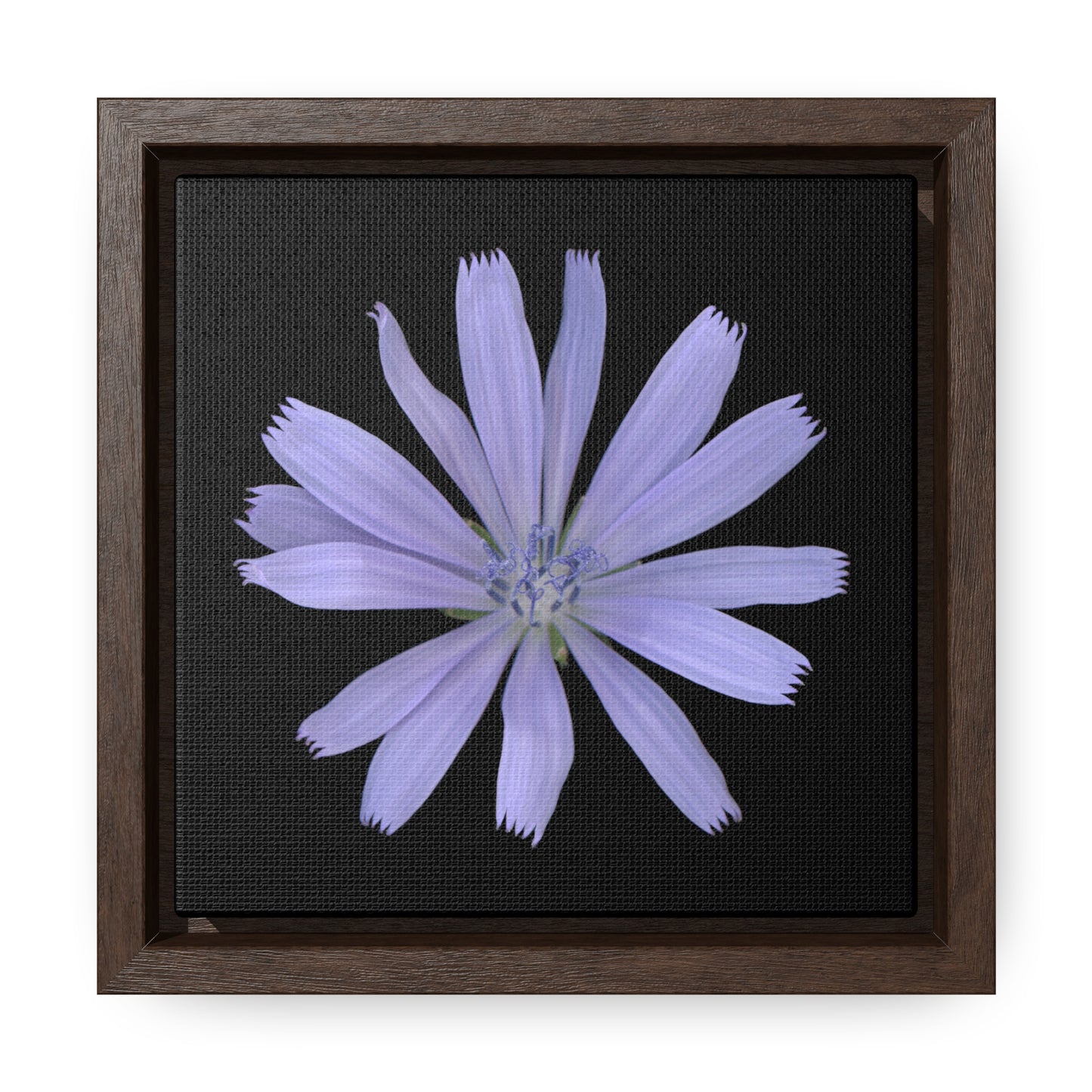 Chicory Flower Blue | Framed Canvas | Black Background