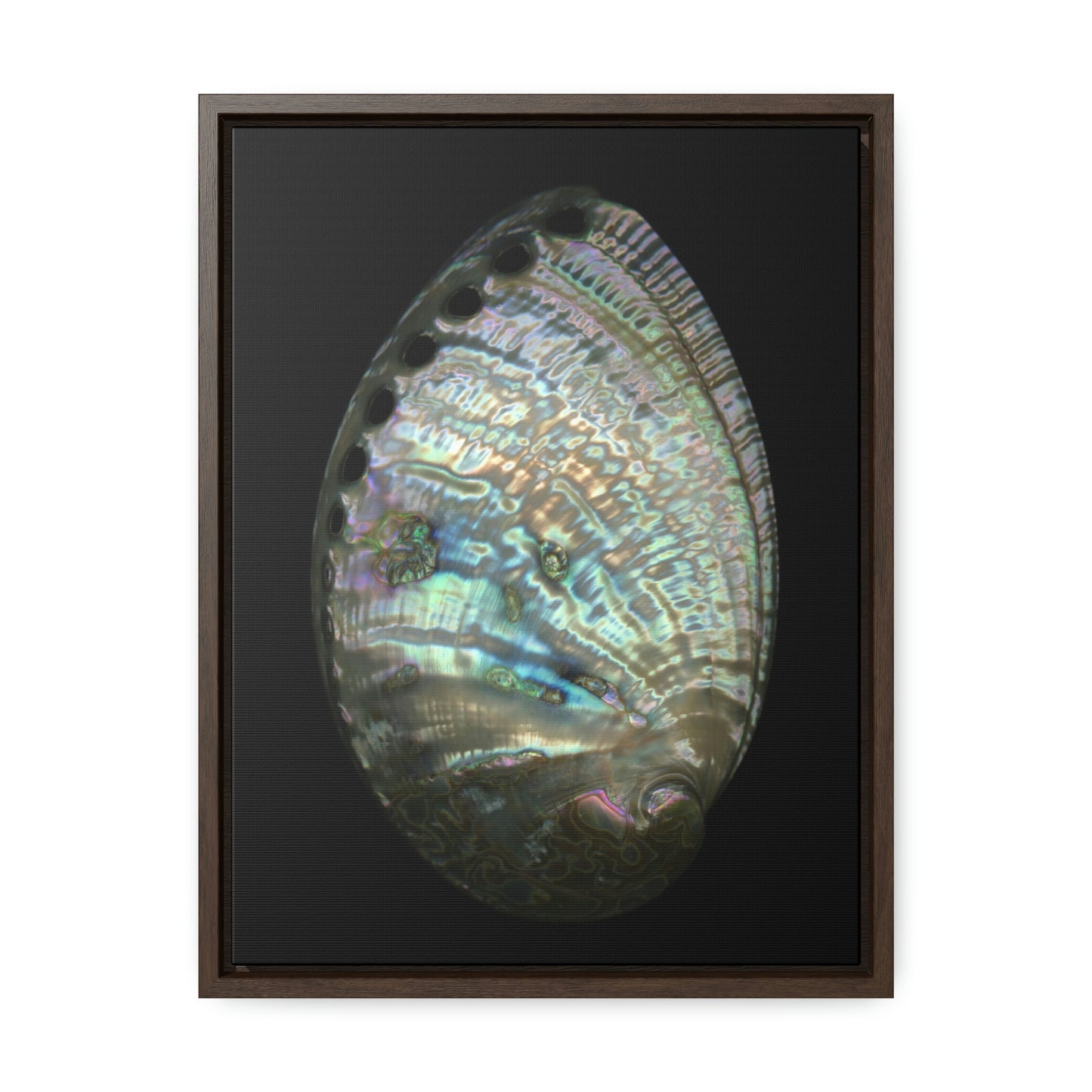 Abalone Shell Exterior | Framed Canvas | Black Background