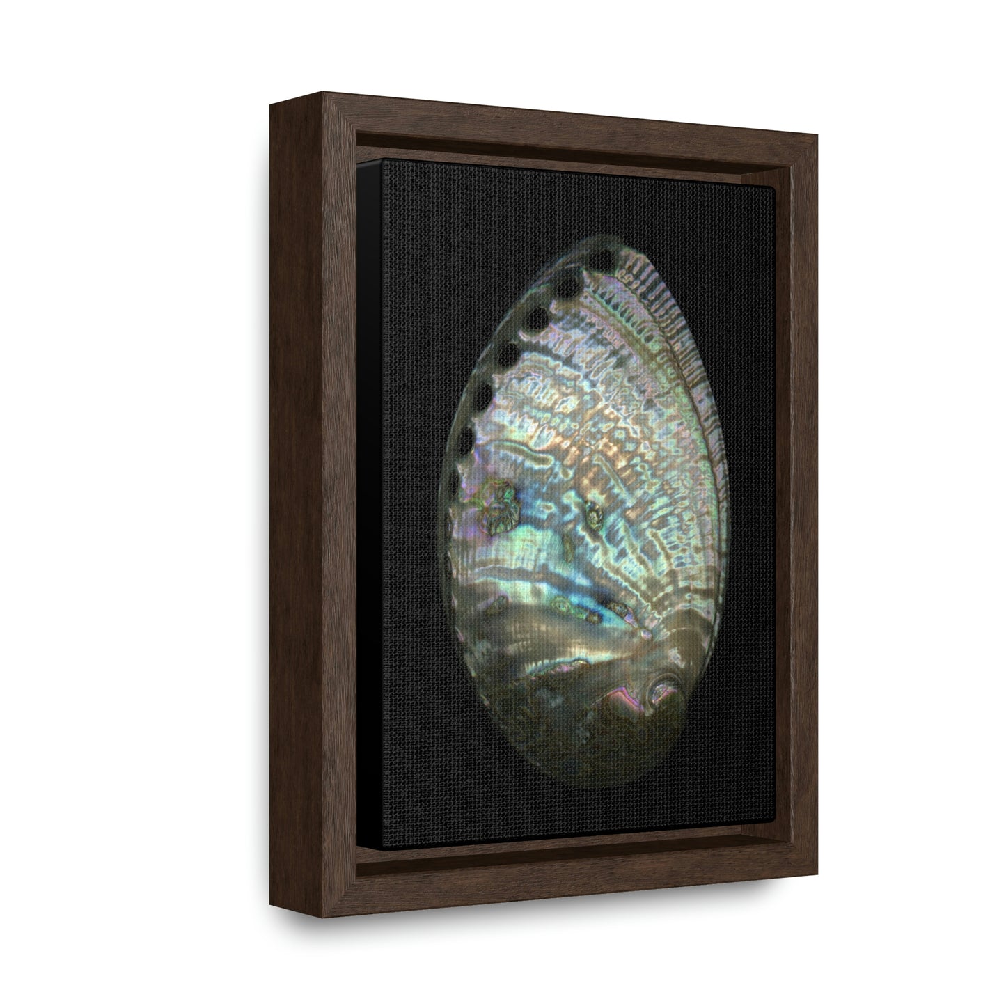 Abalone Shell Exterior | Framed Canvas | Black Background