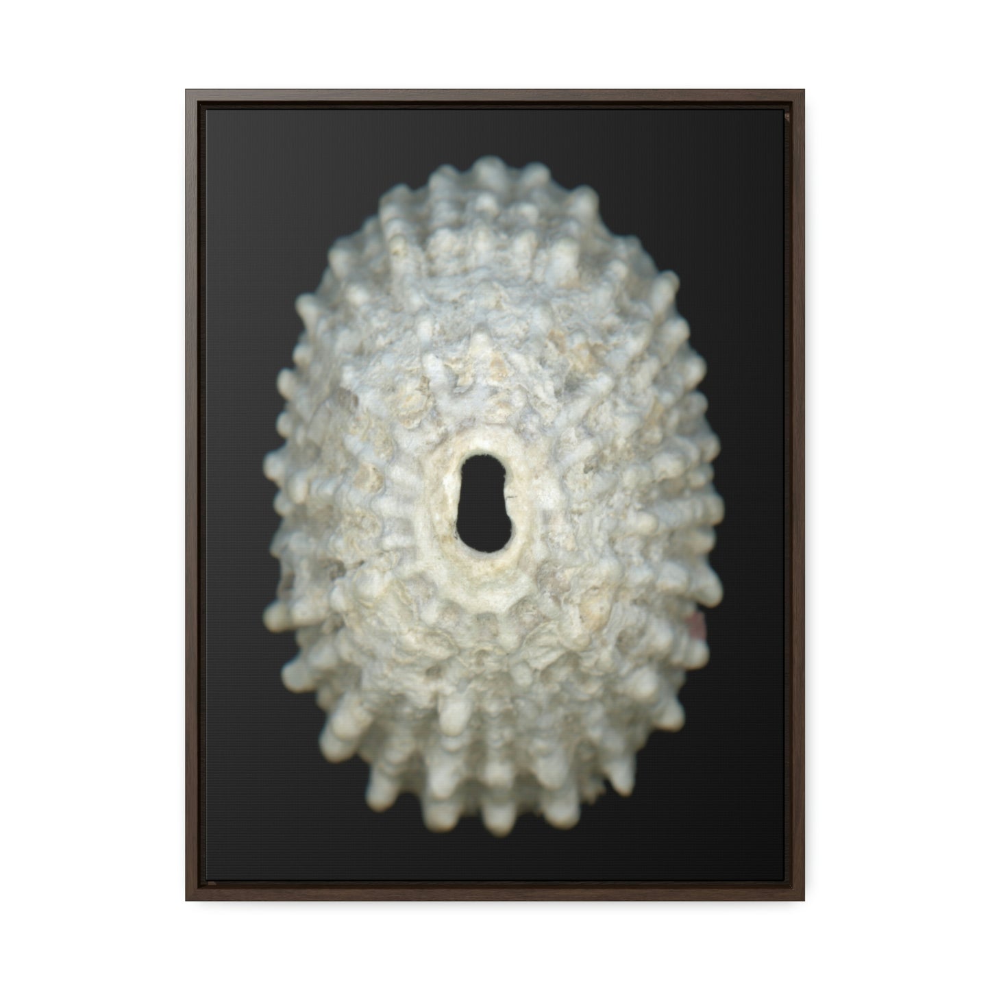 Keyhole Limpet Shell White Exterior | Framed Canvas | Black Background