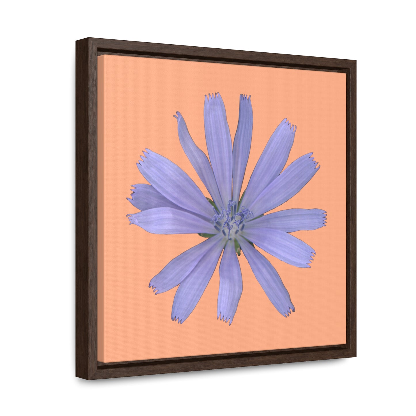 Chicory Flower Blue | Framed Canvas | Peach Background
