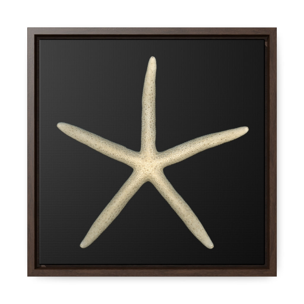 Finger Starfish Shell Top | Framed Canvas | Black Background