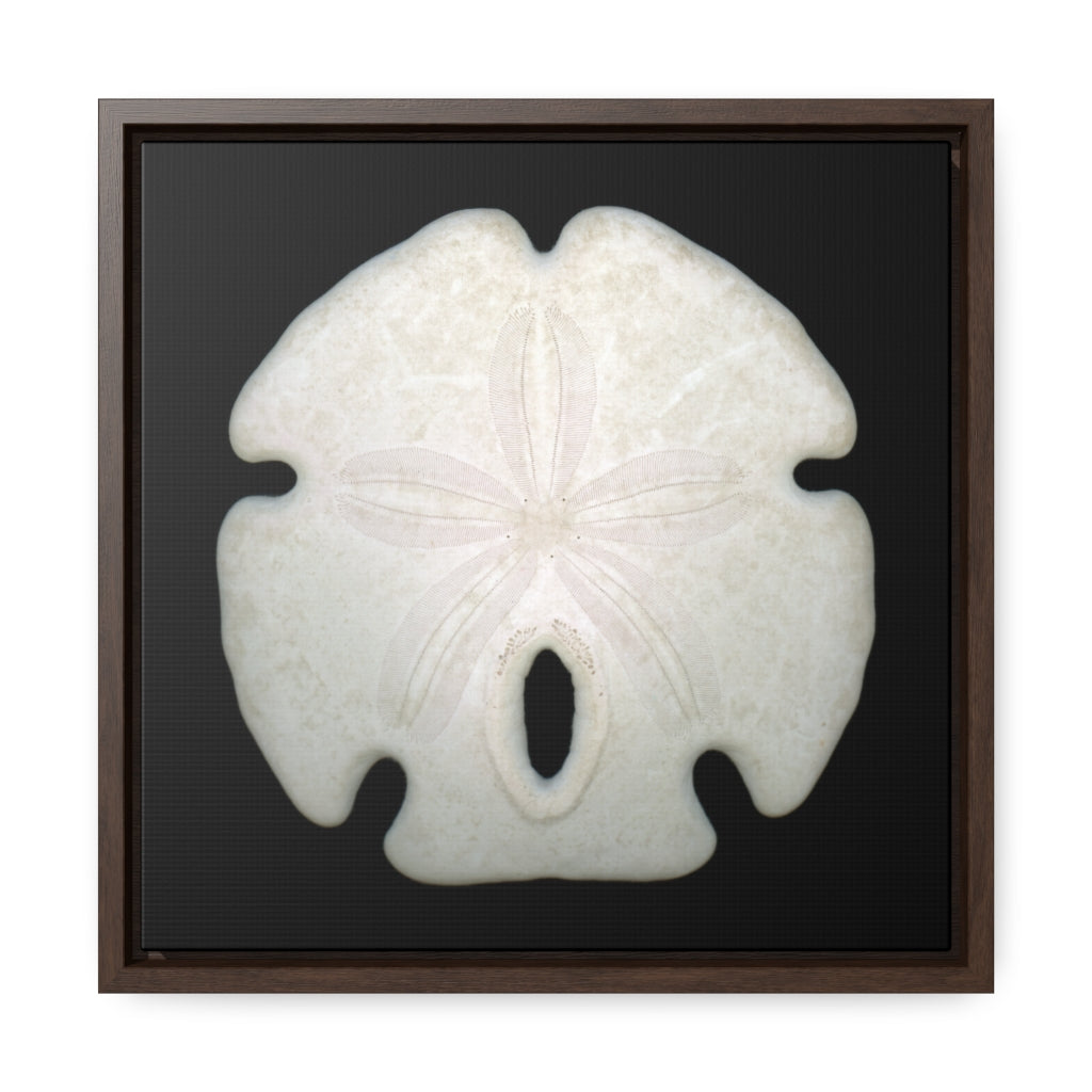 Arrowhead Sand Dollar Shell Top | Framed Canvas | Black Background