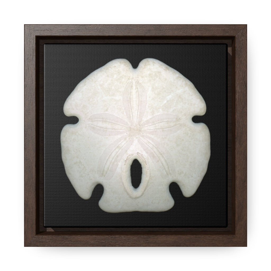 Arrowhead Sand Dollar Shell Top | Framed Canvas | Black Background