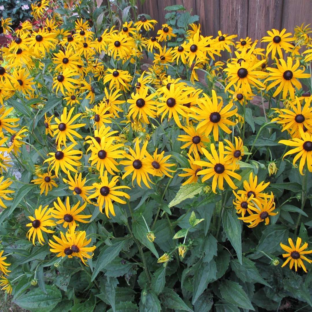 Black-eyed Susan Rudbeckia Flower Yellow | Tote Bag | Large | Sage